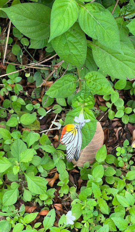 lolaa fansvip nude porn onlyfans