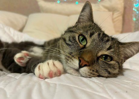 bikinibites leaks onlyfans