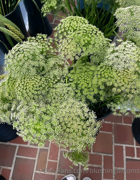 blushingblooms only fans naked