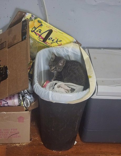 katcalico onlyfans naked pics