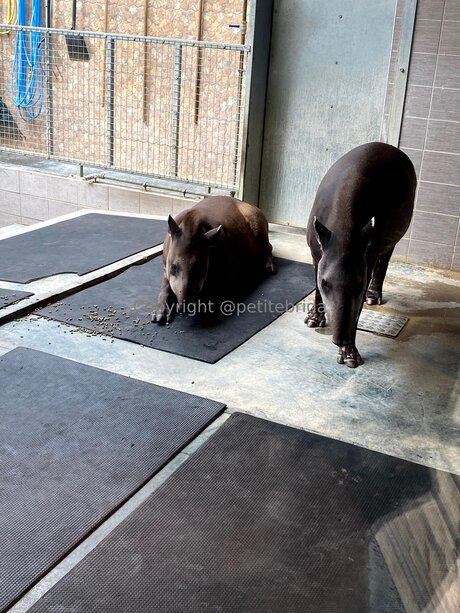 Freepetitebrida onlyfans x