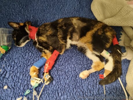 Billiebugcosplay nude onlyfans porn