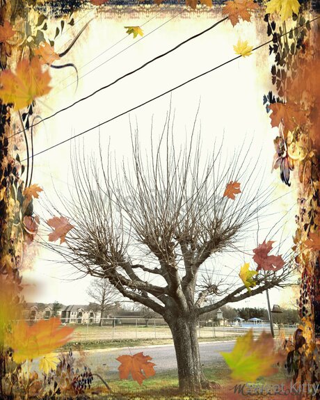 Sweetkitty777 free only fans