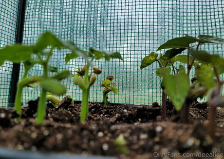 deealice leaked nudes onlyfans