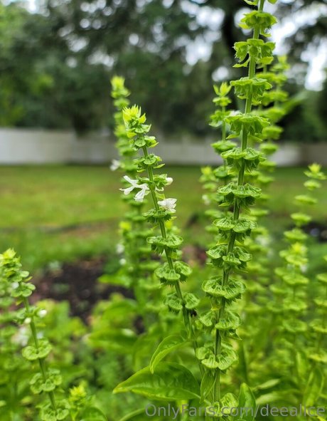 deealice only fans leak nude