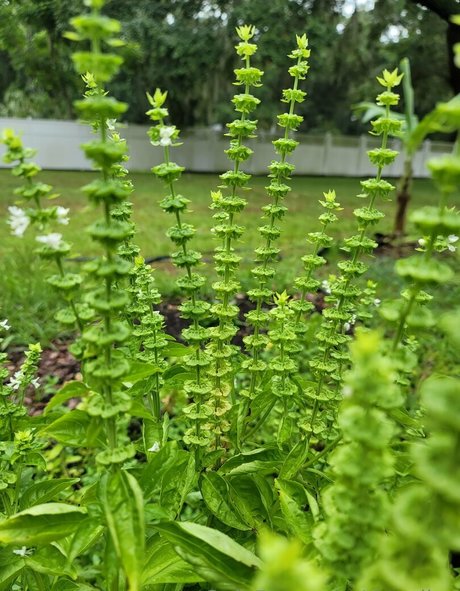 deealice only fans nude