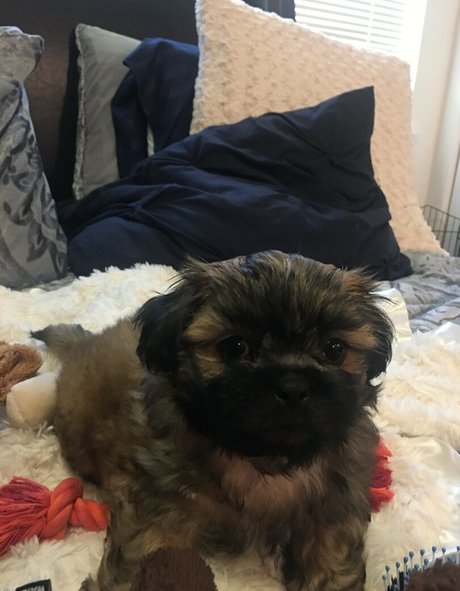 sablevanell onlyfans porn