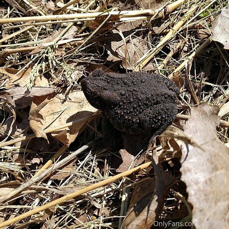 Loneranger2017 only fans free