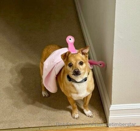 Shivermetimberstar new onlyfans leak