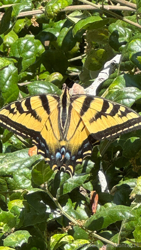 Donte011 Profile pic