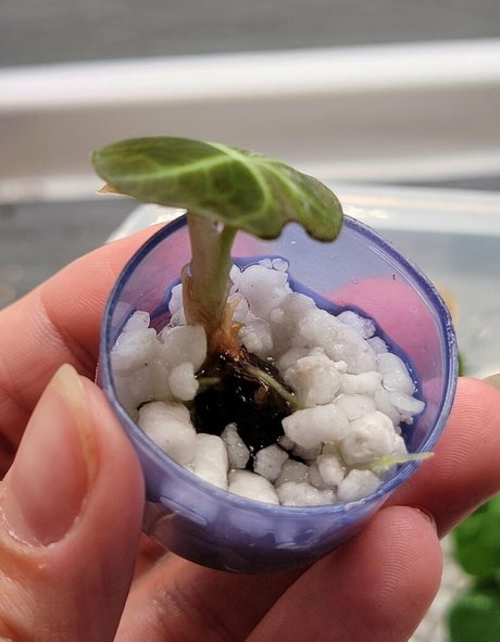 momgenes22 onlyfans porn