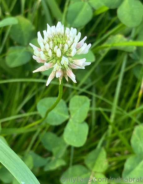 rukiabrat nudes onlyfans leak