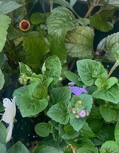 rukiabrat is on onlyfans