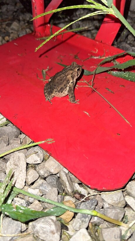 Liilwitch onlyfans nude content