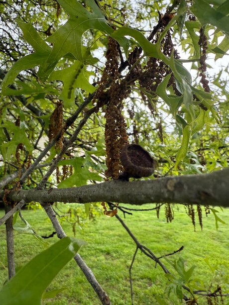 Amaraevermore nude onlyfans