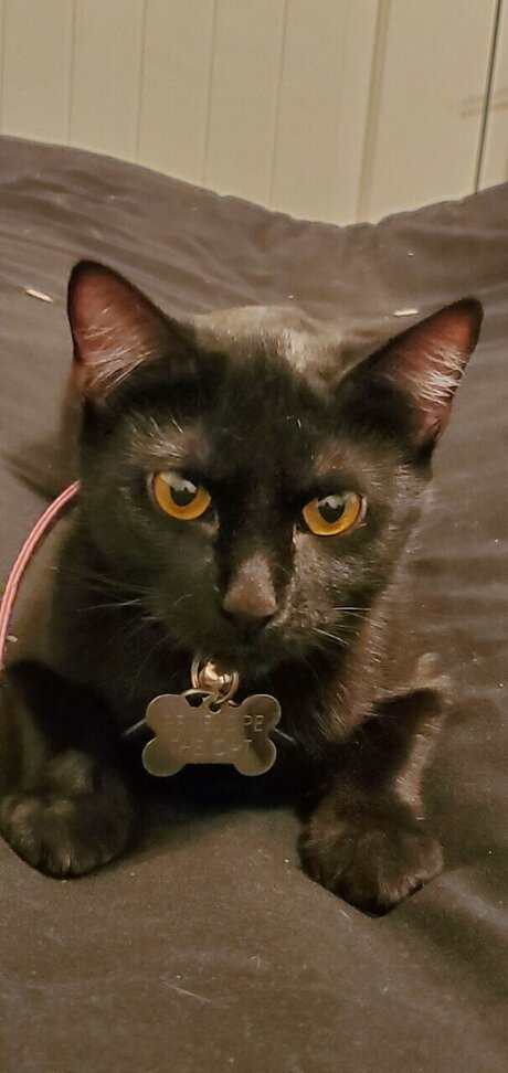 LatPatGat nudes onlyfans leaks