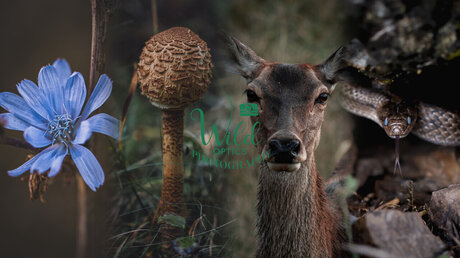 Wild Optics only fans review