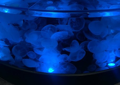 bunnycocoa fans only