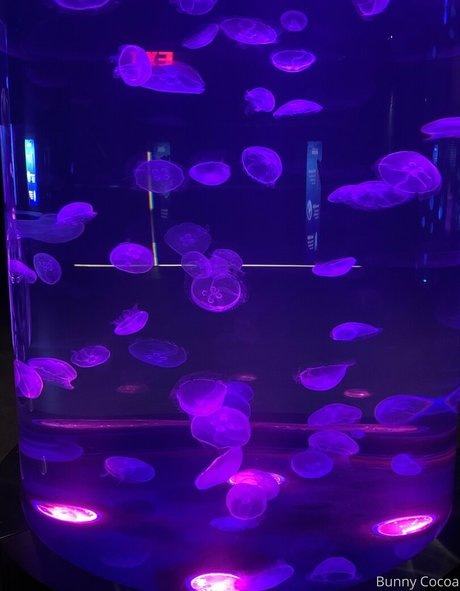 bunnycocoa free onlyfans porn