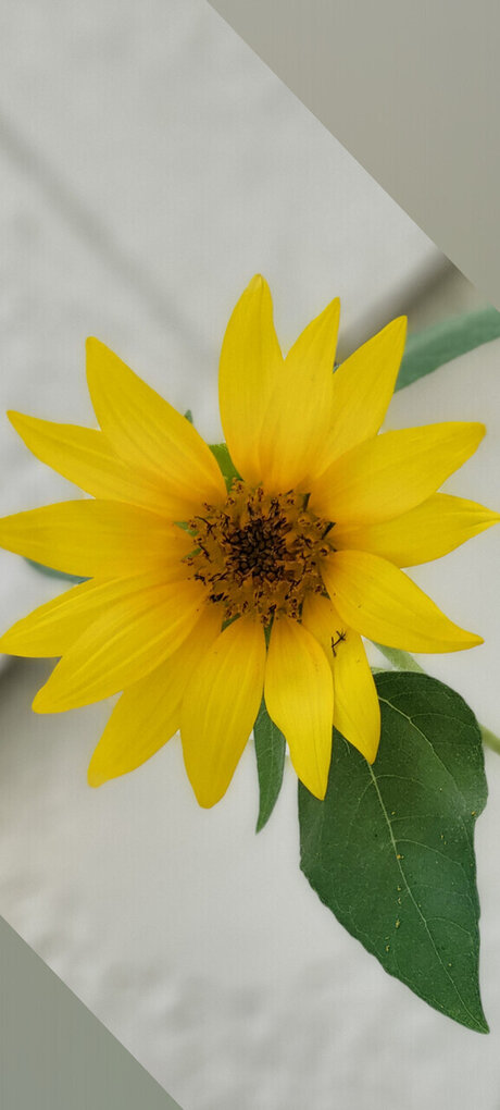 The dragons wolf onlyfans leaked.