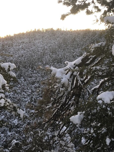 TommyBear leak onlyfans porn