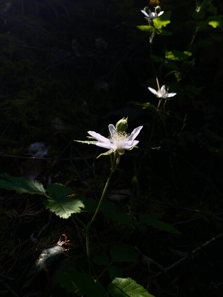 Meowmeowmeow onlyfans leak ass