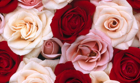 Foxy Red Rose nsfw onlyfans