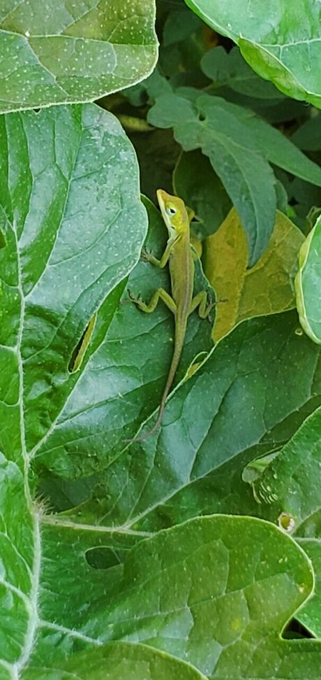 Sweet Velvet onlyfans model photo