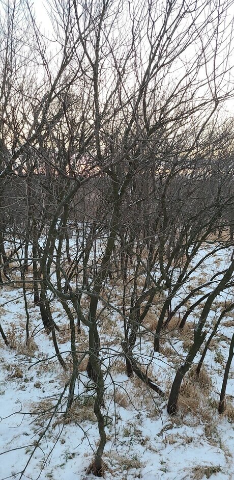 _auzziebell onlyfans leake