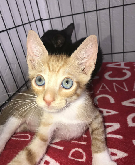 Goddess Tall Tasha xxx onlyfans