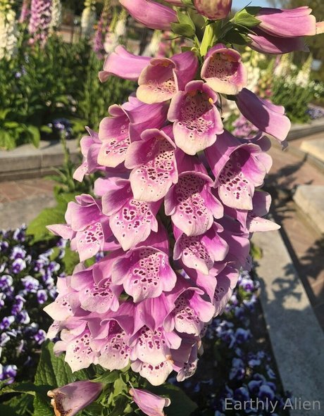 earthlyalien leaked onlyfans