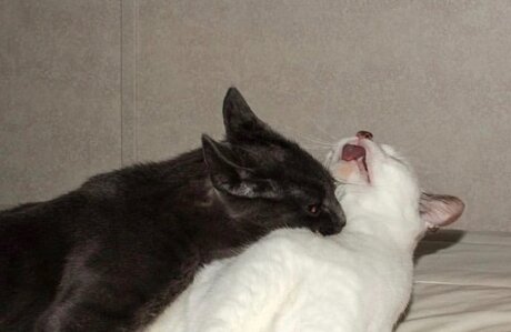 Onna Musha VIP nude leak onlyfans