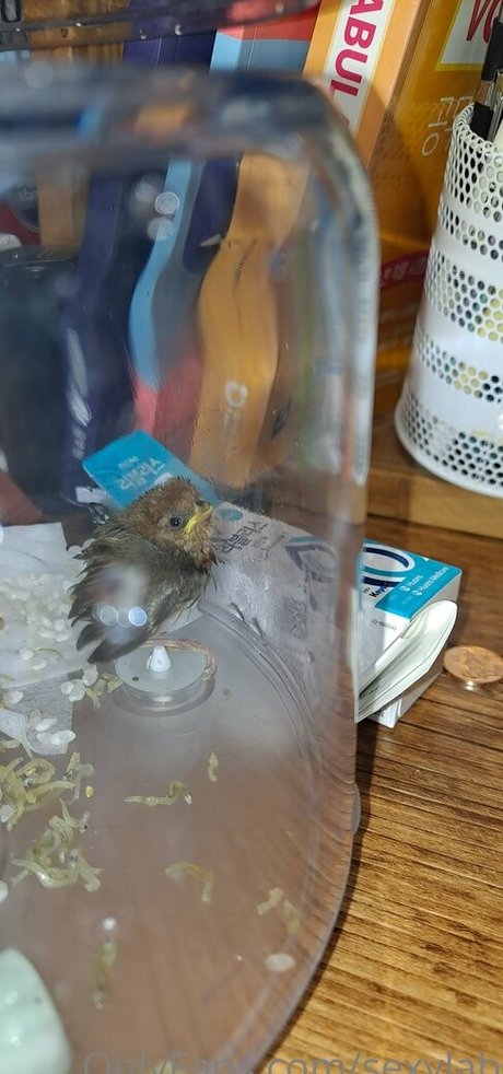 sexylab nudes only fans