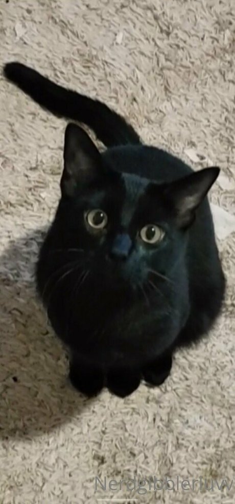 nerdgibblerluvv leaked onlyfans pics