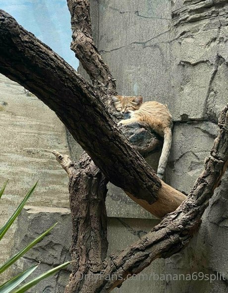 banana69split naked on onlyfans