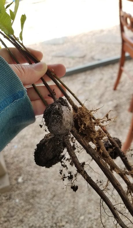 driftinggem onlyfans strip