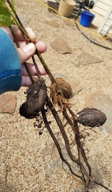 driftinggem leak onlyfans nude