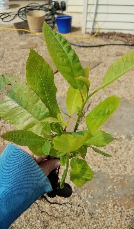 driftinggem leaks only fans