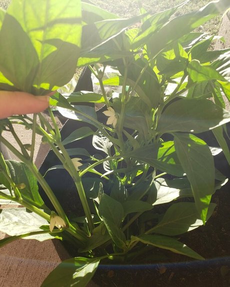 veronikaplants only fans review