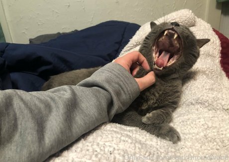 couldshouldwood onlyfans nide