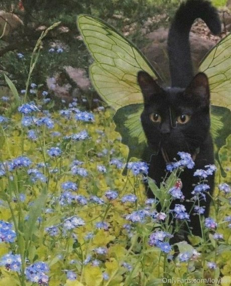 lolykoi leaked onlyfans