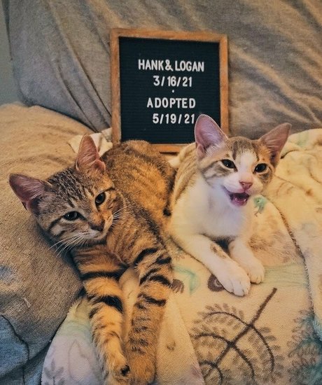 fosterkittendad nude onlyfans pics