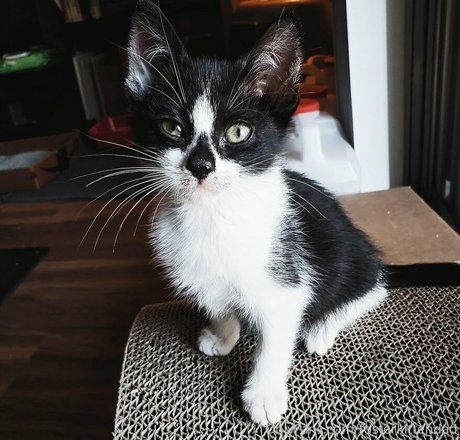 fosterkittendad porn onlyfans leak