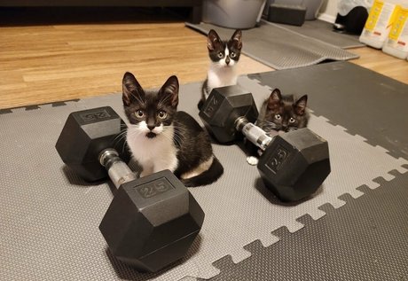 fosterkittendad onlyfans leak