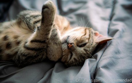 fosterkittendad onlyfans content