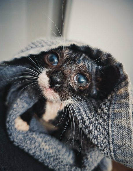 fosterkittendad onlyfans leajs