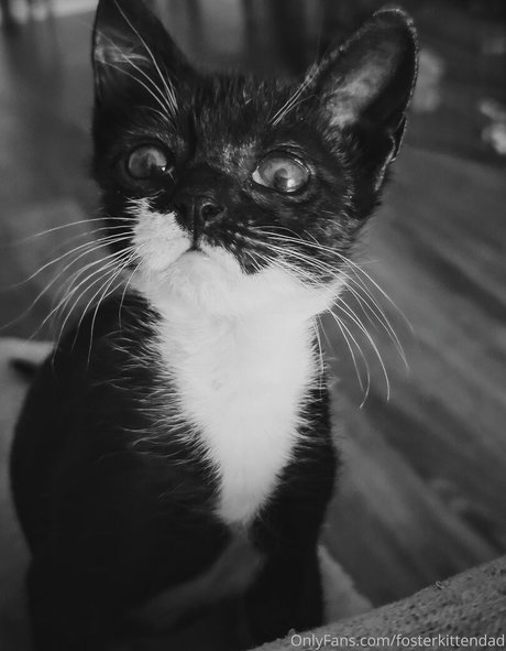 fosterkittendad onlyfans leaked naked