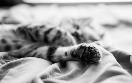 fosterkittendad free only fans