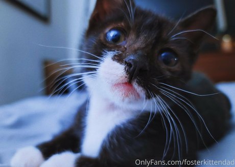 fosterkittendad onlyfans archives