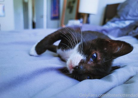 fosterkittendad onlyfans pics